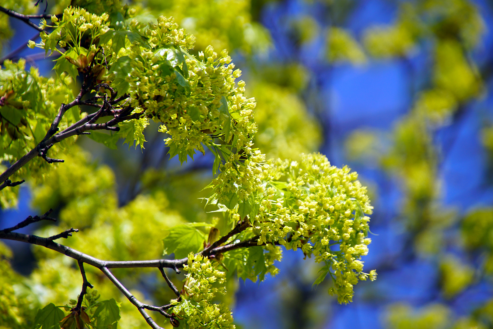 Die linden Lüfte sind erwacht