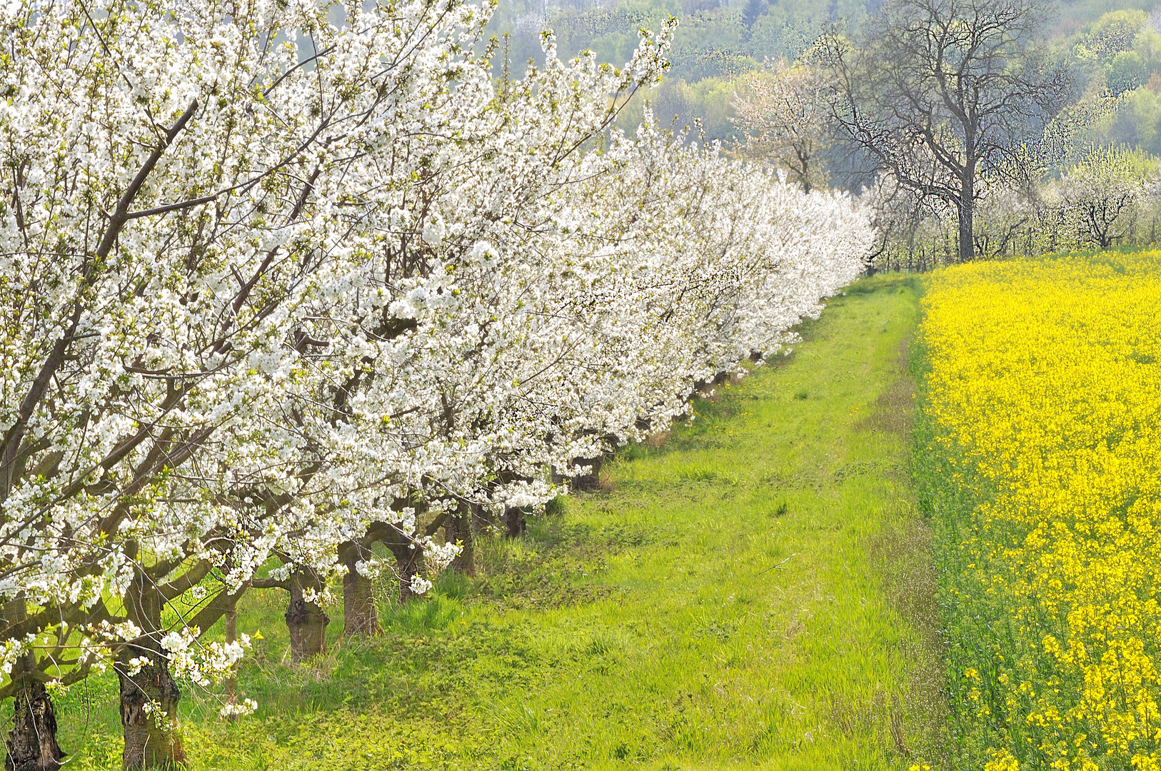 Die linden Lüfte sind erwacht Foto & Bild spezial, frühling, natur