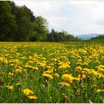 Die linden Lüfte sind erwacht