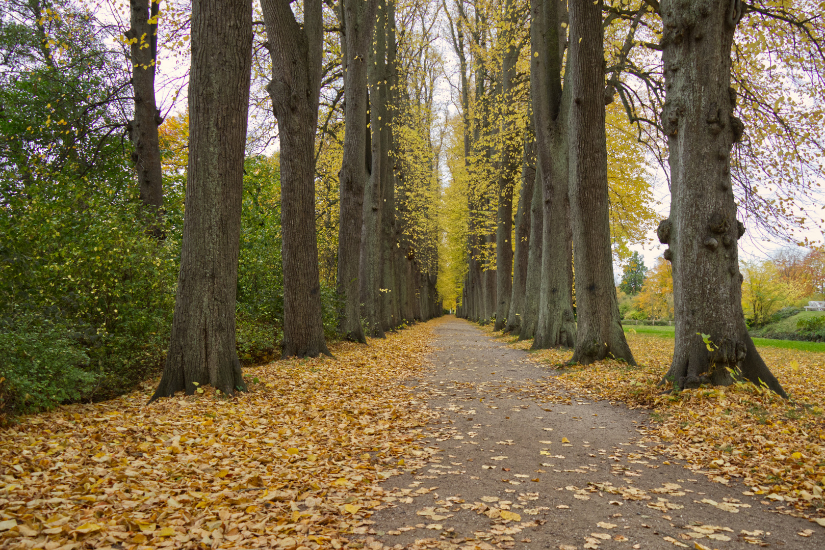 Die Lindenallee im Eutiner Schlosspark