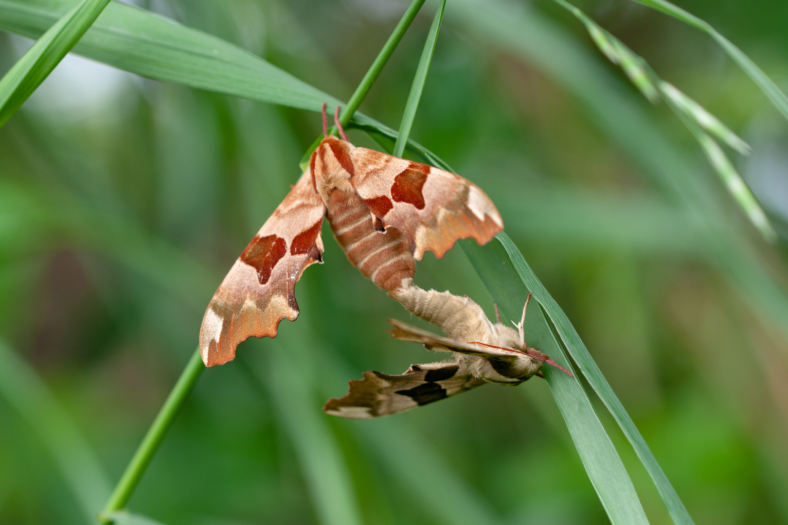 Die Lindenschwärmer