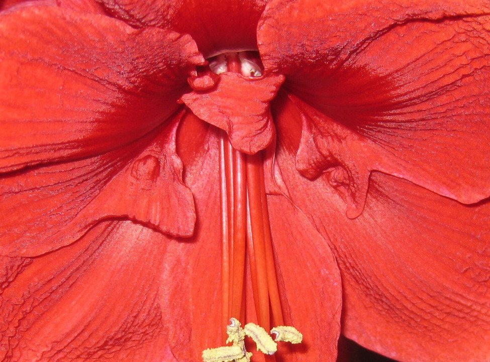 Die Linien der Amaryllis