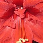 Die Linien der Amaryllis