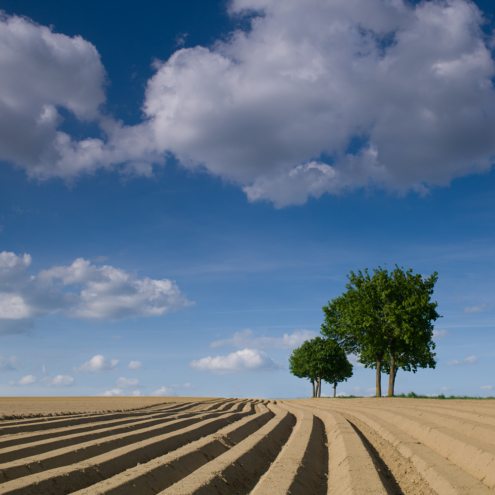 die Linien im Feld