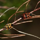 Die linke Farbmorphe der schönen Schmuckwanze (Eurydema ornata) ...