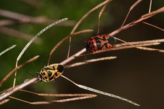 Die linke Farbmorphe der schönen Schmuckwanze (Eurydema ornata) ...