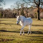 die Lipizzanerin 