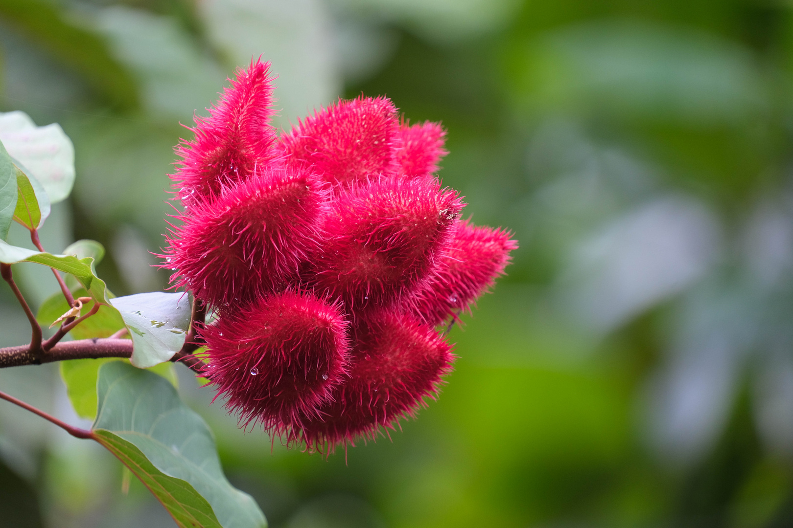 ...die Lippenstift Baum Frucht...