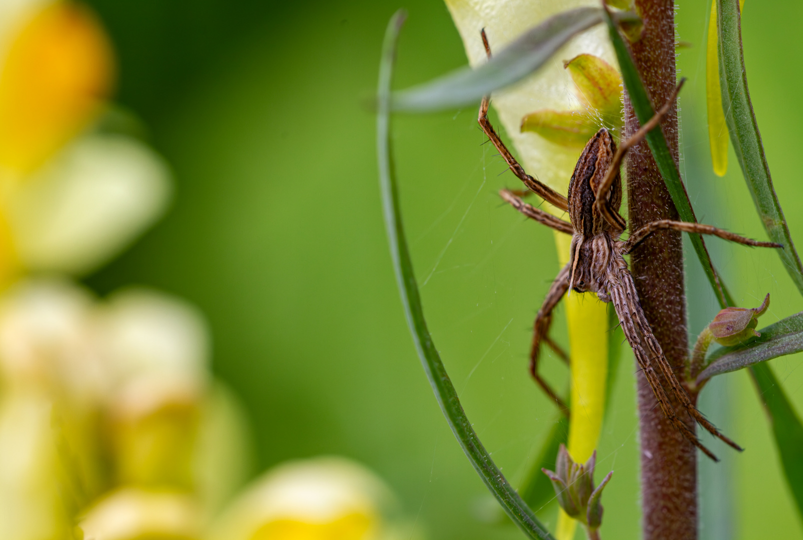 Die Listspinne