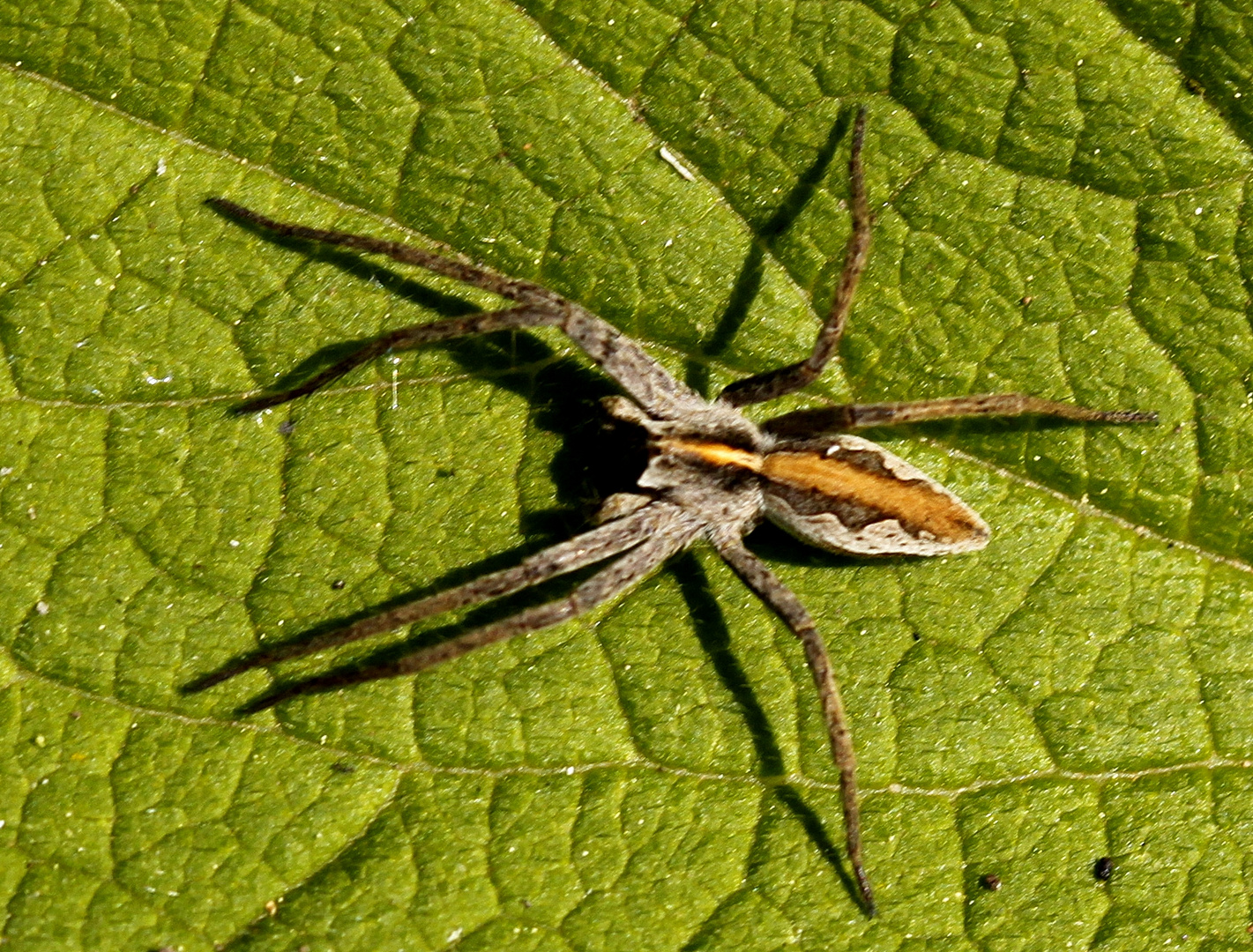 Die Listspinne (Pisaura mirabilis) 11 - 15 mm groß