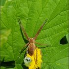 Die Listspinne (Pisaura mirabilis)......