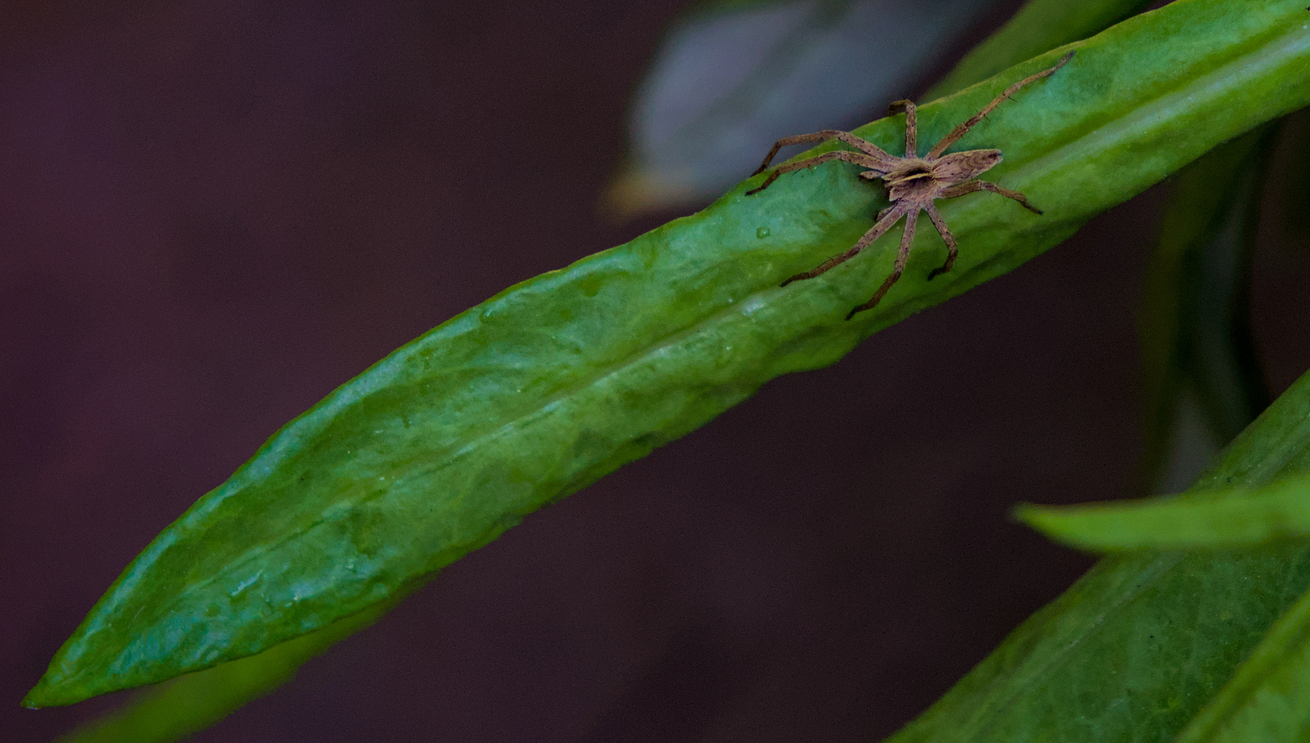 Die Listspinne (Raubspinne)