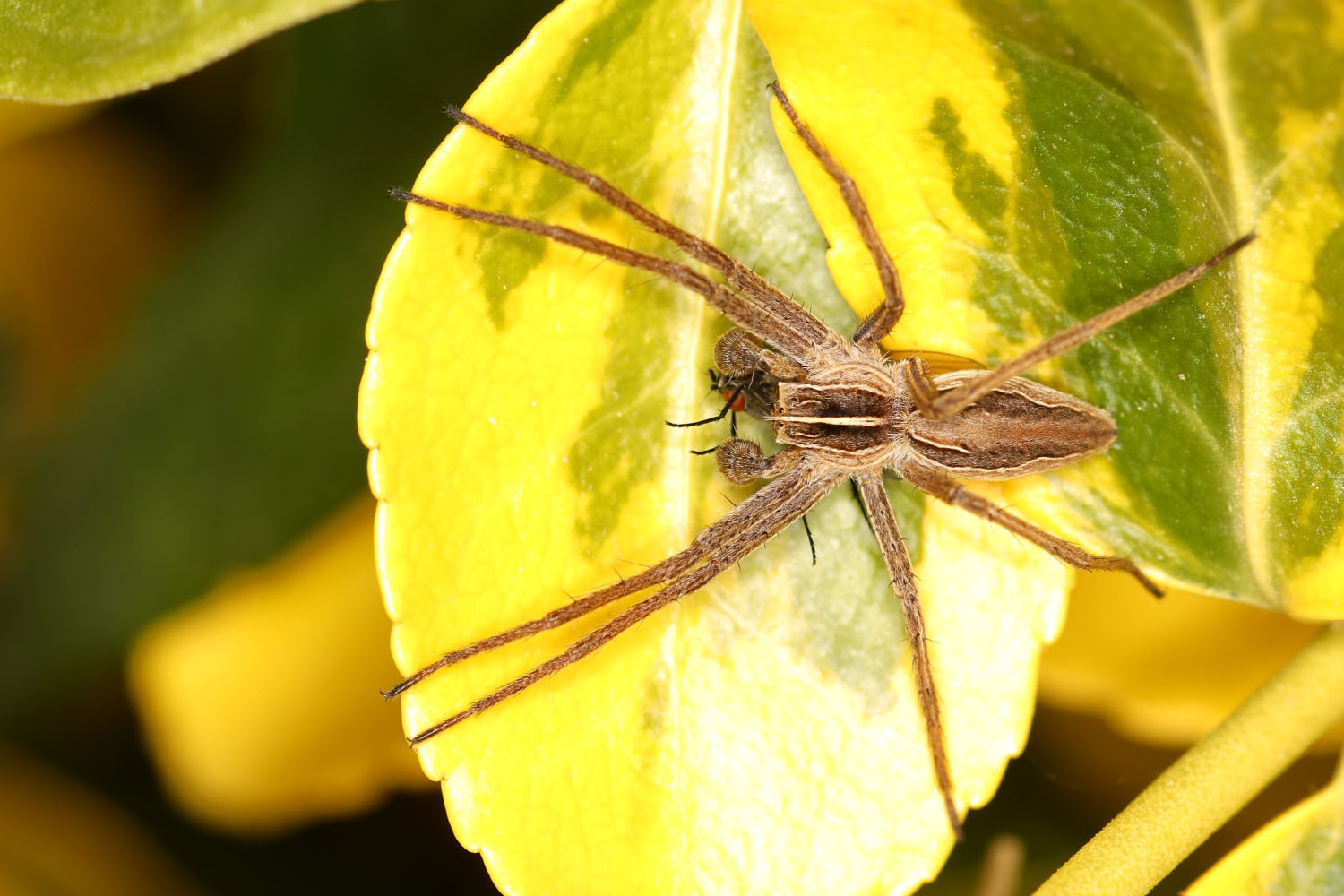 die Listspinne wird 13 - 14 mm groß