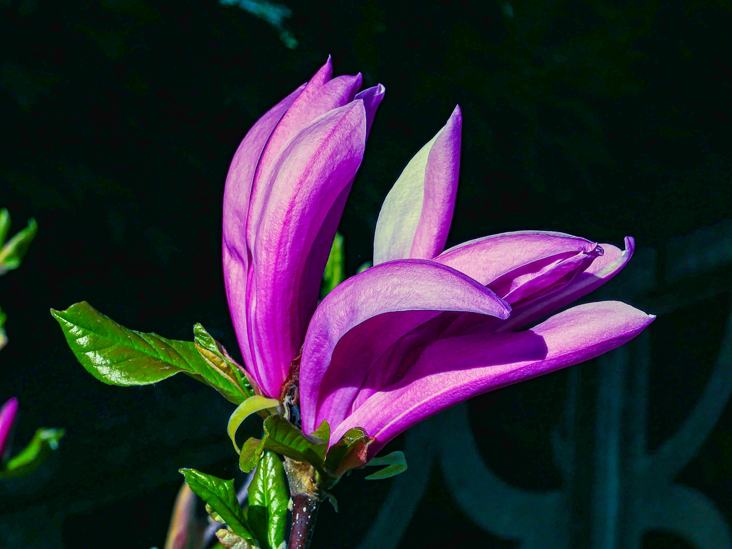 Die liturgischen Farben einer Magnolienblüte