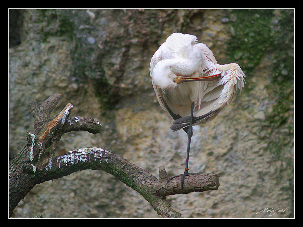 Die Löffelreiher-Stellung