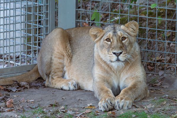 Die Löwen-Dame in Gehege. 