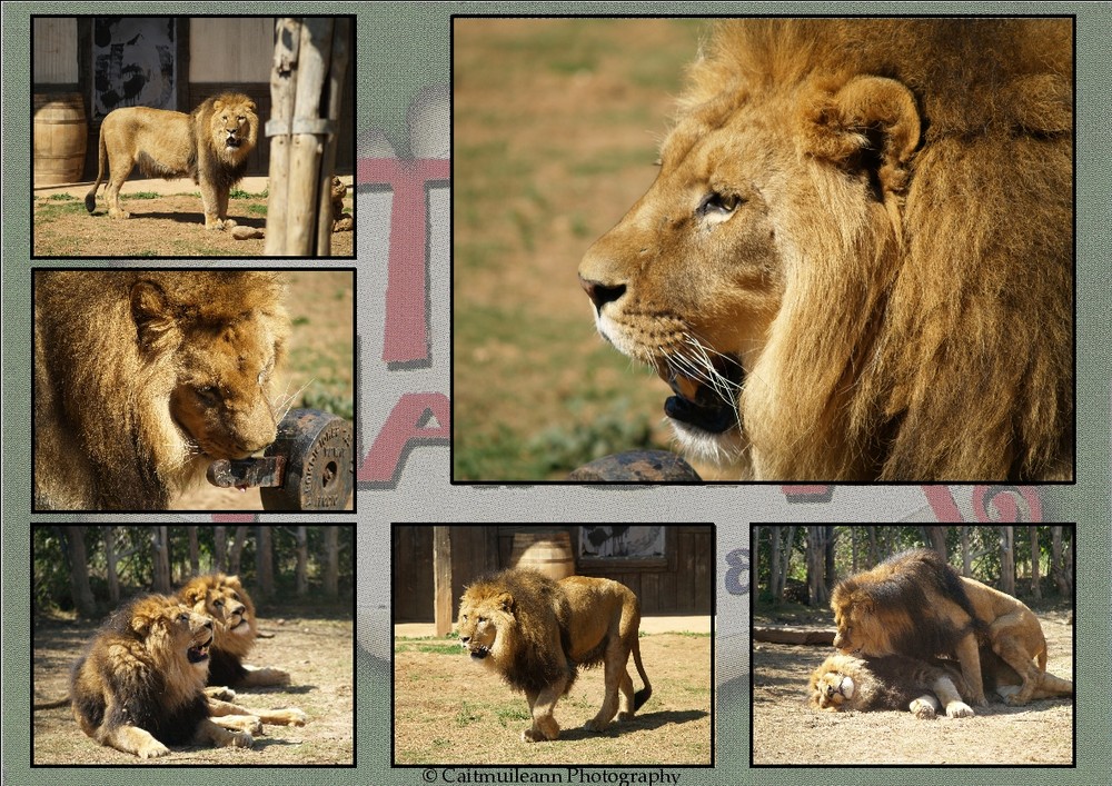 Die Löwen im "Terra Natura - Murcia"