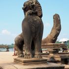Die Löwen in Asien sehen immer unzufrieden aus....
