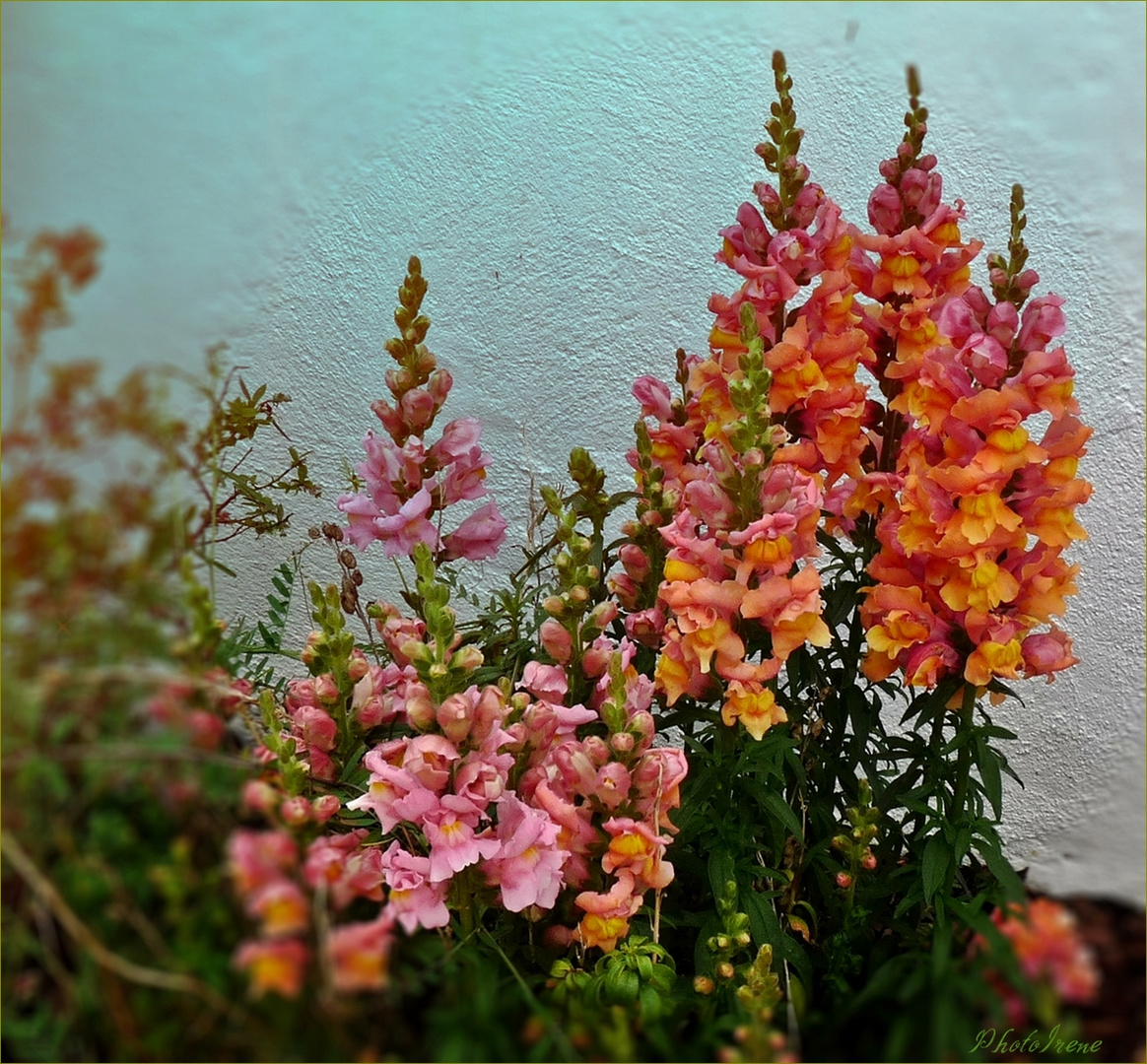 Die Löwen ( Mäulchen ) in meinem Garten