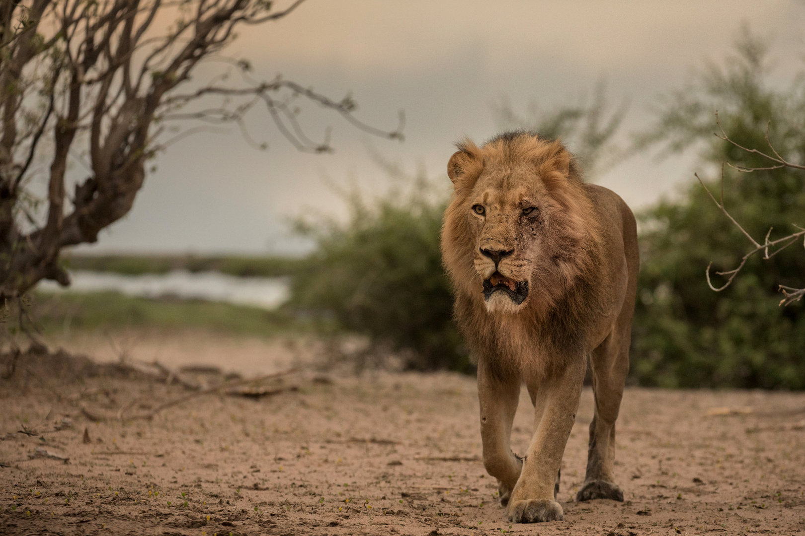 Die Löwen vom Chobe 