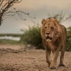 Die Löwen vom Chobe 