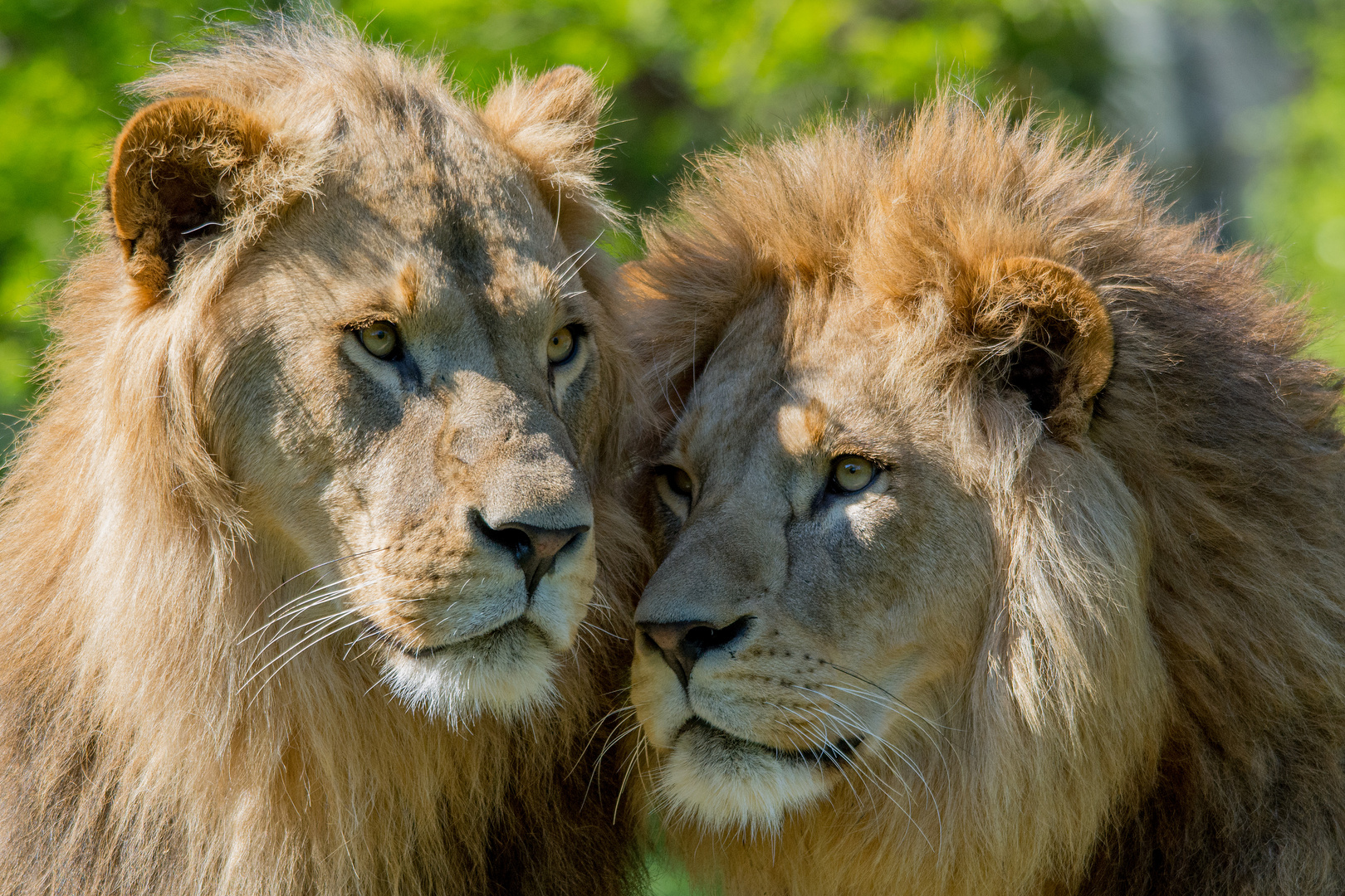 Die Löwen vom Tierpark Hellabrunn