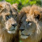 Die Löwen vom Tierpark Hellabrunn