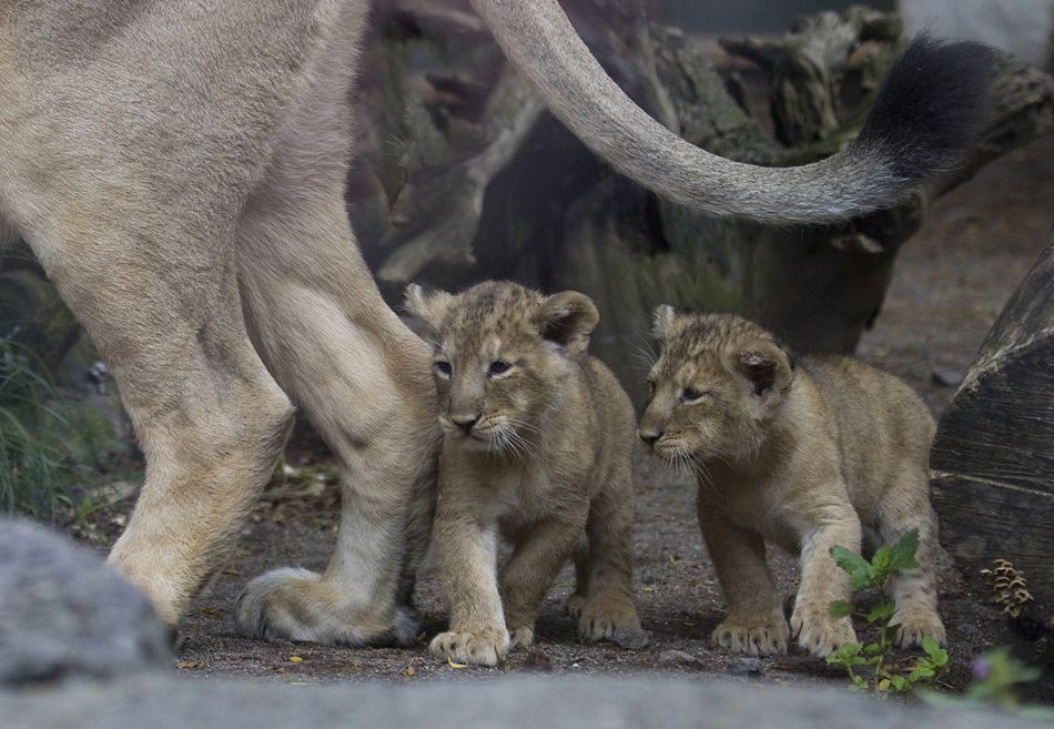 Die Löwenbabys vom Zoo Zürich