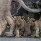 Die Löwenbabys vom Zoo Zürich