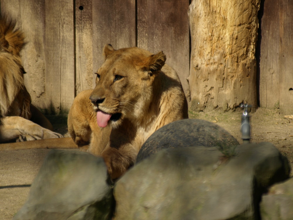 Die Löwendame sehnt sich nach einem Tropfen Wasser