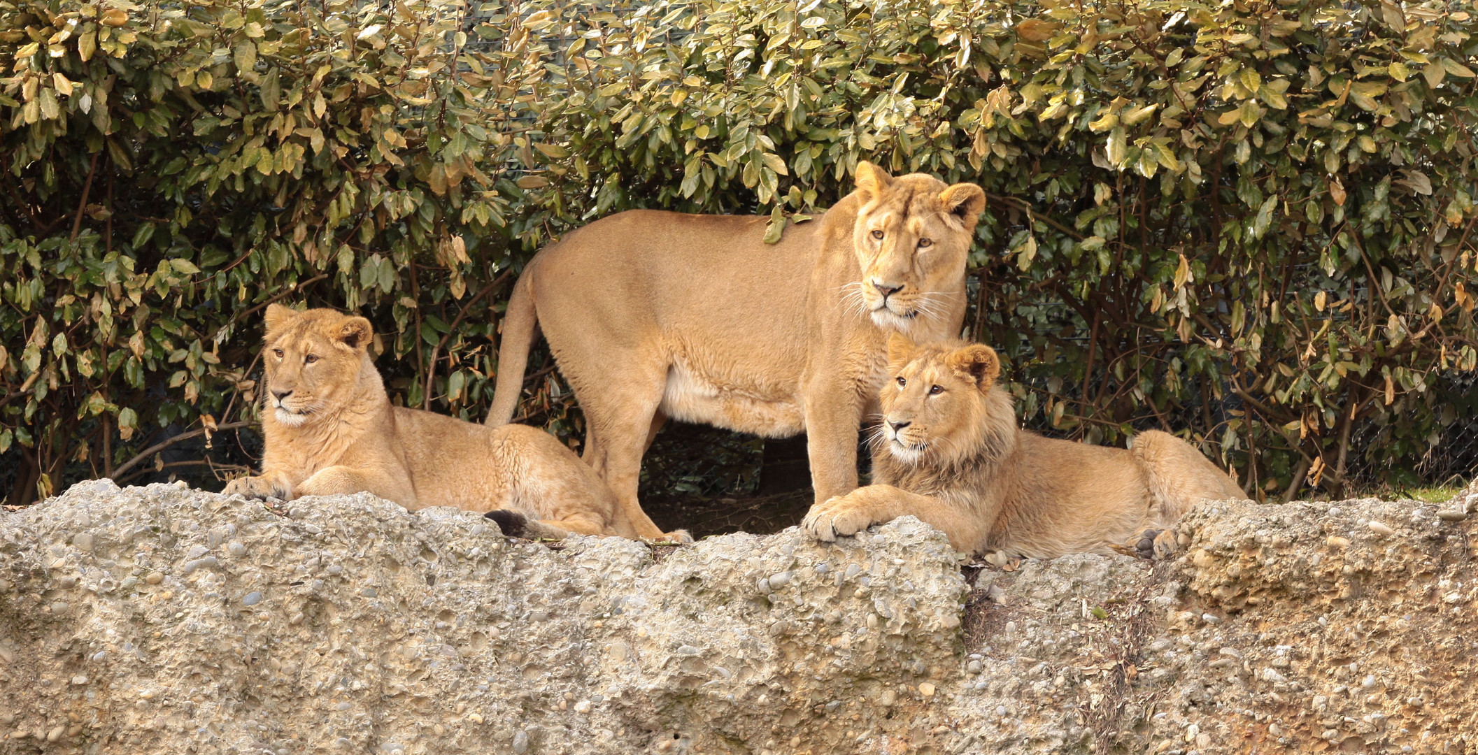 Die Löwenfamilie im Zoo Zürich