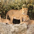 Die Löwenfamilie im Zoo Zürich