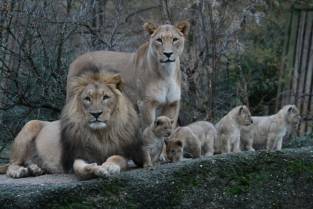 Die Löwenfamilie nicht ganz Komplett ! Foto & Bild tiere, tierkinder