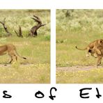 Die Löwenkinder von Etosha