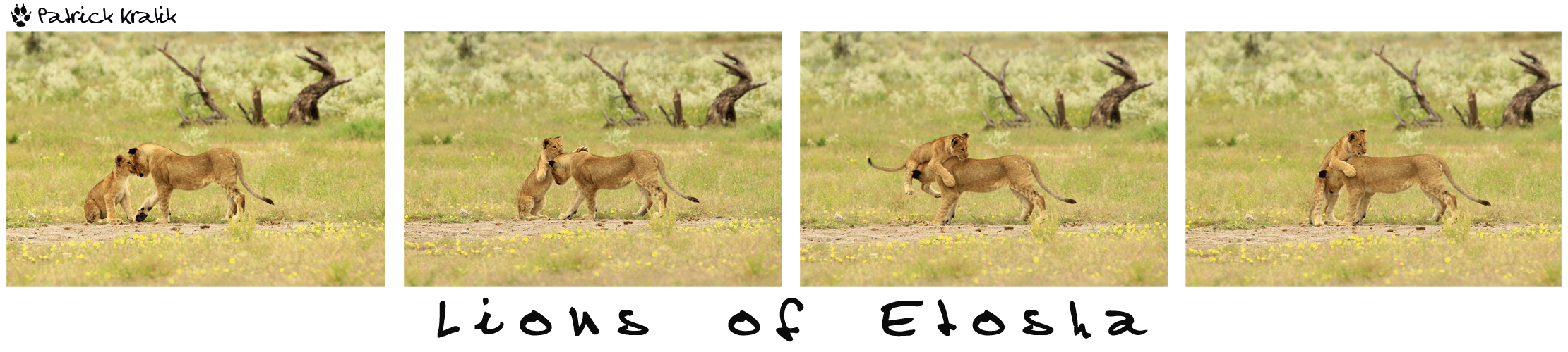 Die Löwenkinder von Etosha