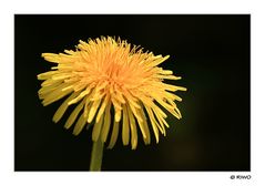 die Löwenzahn Blüte auf der Wiese aufgenommen.........