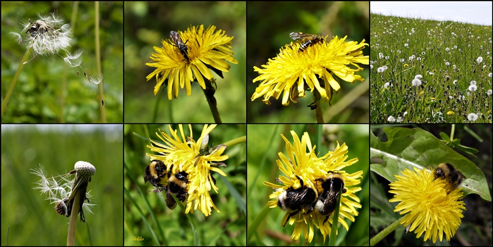 Die Löwenzahnblüten .....