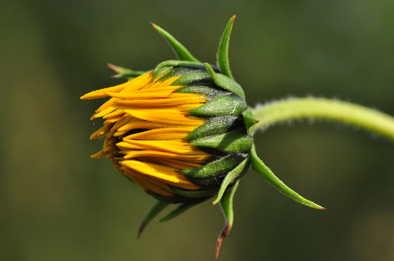 Die Löwenzahnblüten ....