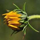 Die Löwenzahnblüten ....