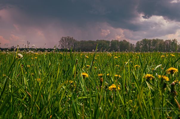 Die Löwenzahnwiese