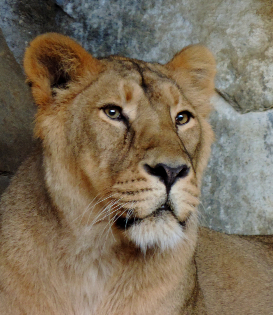 Die Löwin Tierpark Berlin