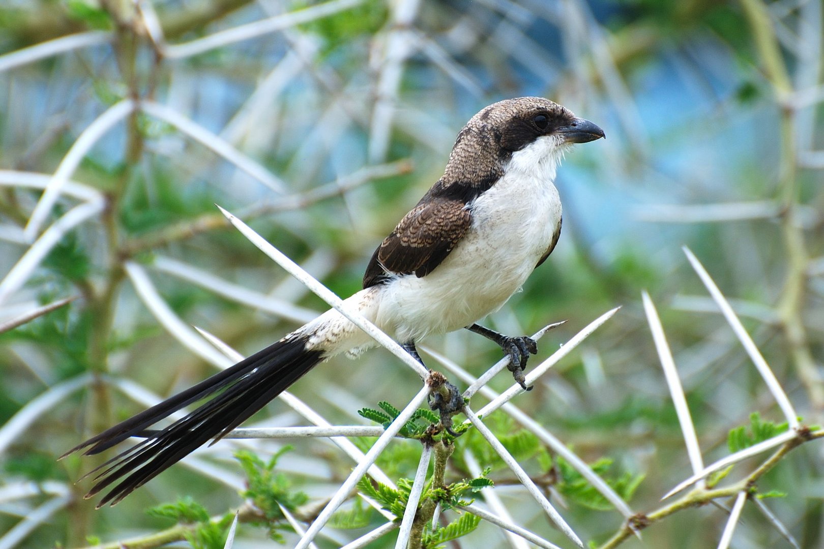 Die Long-tailed Fiscal (Lanius cabanisi), Altvogel,