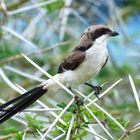 Die Long-tailed Fiscal (Lanius cabanisi), Altvogel,