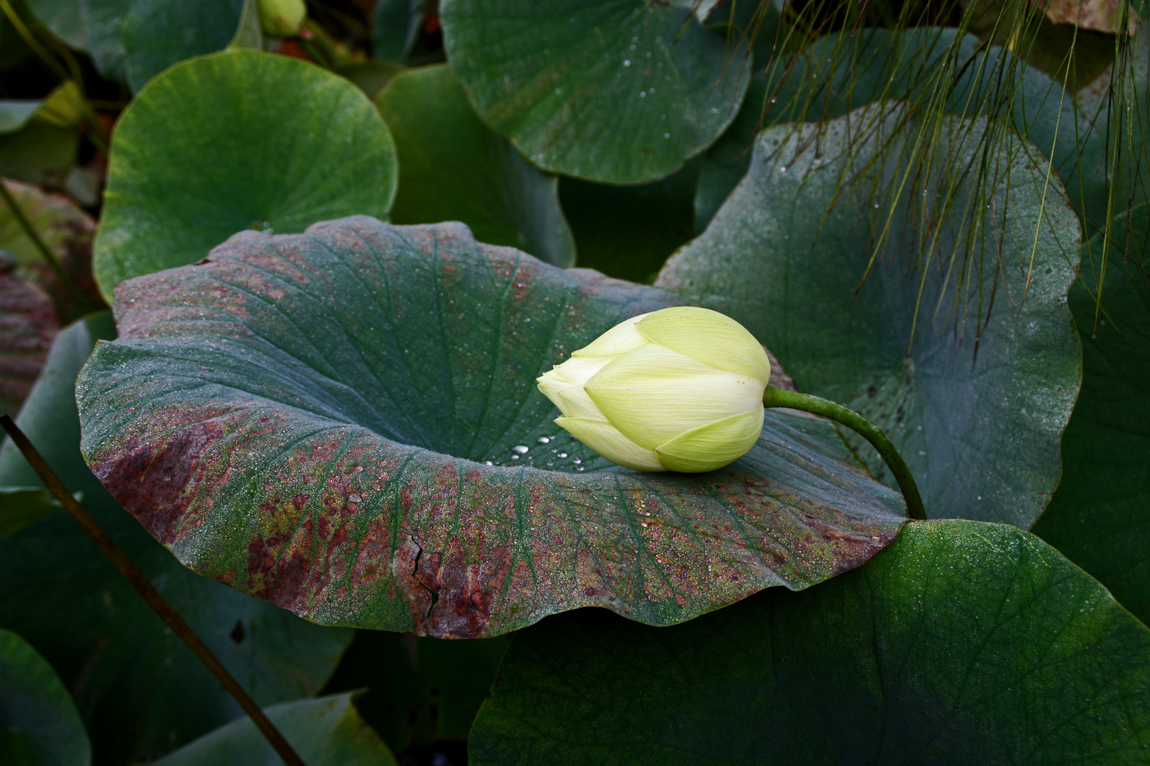 Die Lotosblume ängstigt