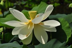 Die Lotosblume (Nelumbo spec.)