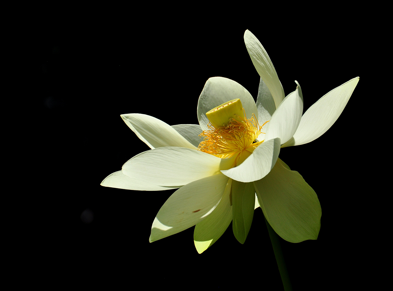 Die Lotus-Blüte