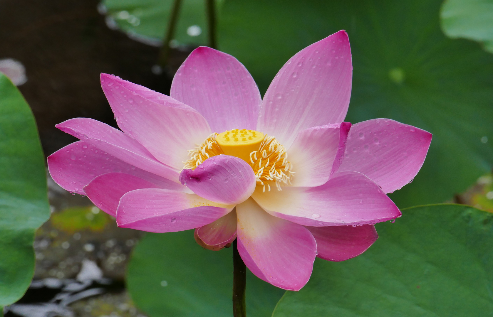 ...die Lotus Blume...