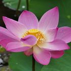 ...die Lotus Blume...