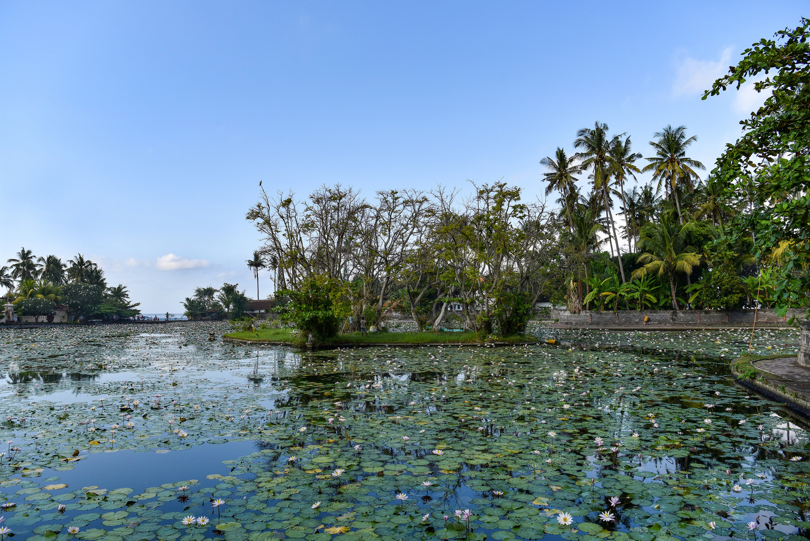 Die Lotus Lagune