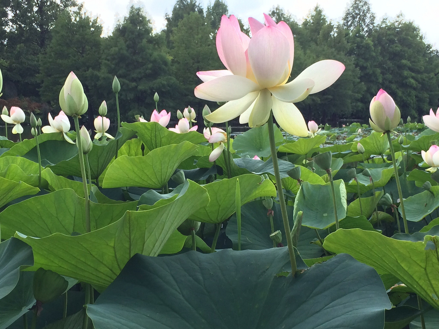 Die Lotusblüte in Schleswig-Holstein